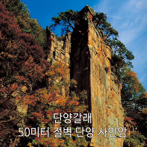 [원고료有][릴스 제작]  단양갈래 어플 서비스 방문미션 체험단